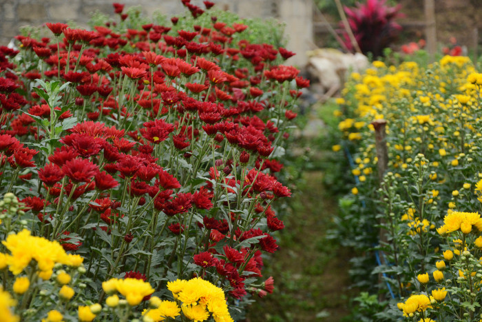 Vào dịp Tết, hoa cúc được trồng nhiều nhất với hàng chục loại khác nhau. 