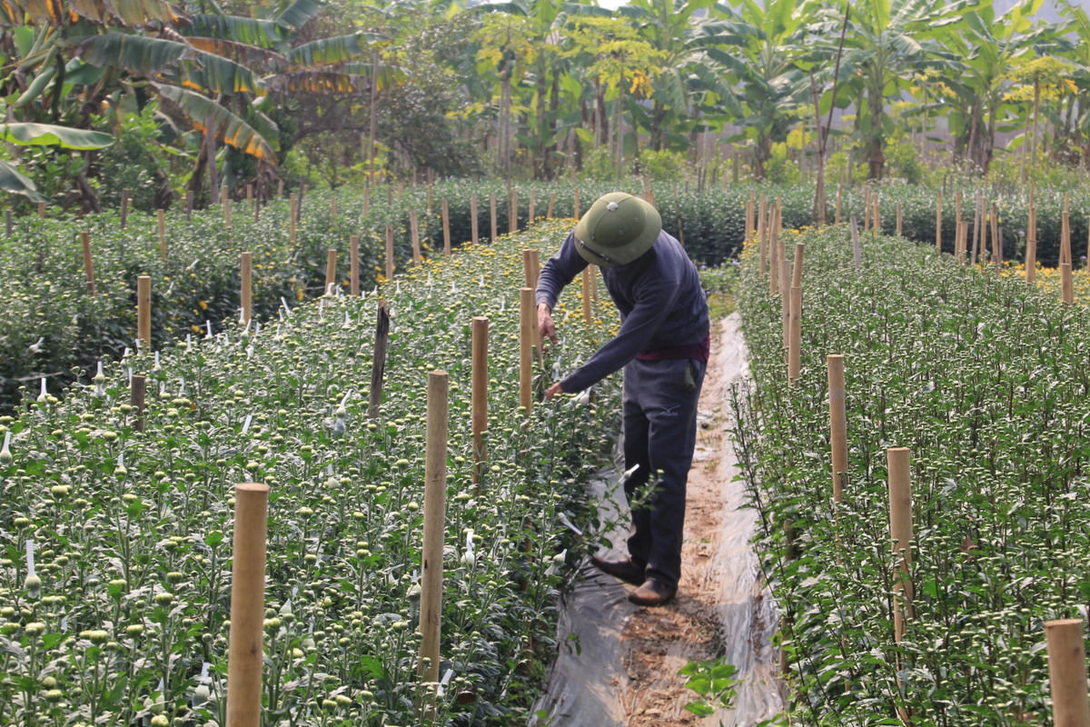 Những năm gần đây, nhiều gia đình ở làng hoa Tân Phương giàu lên nhờ trồng hoa cây cảnh.