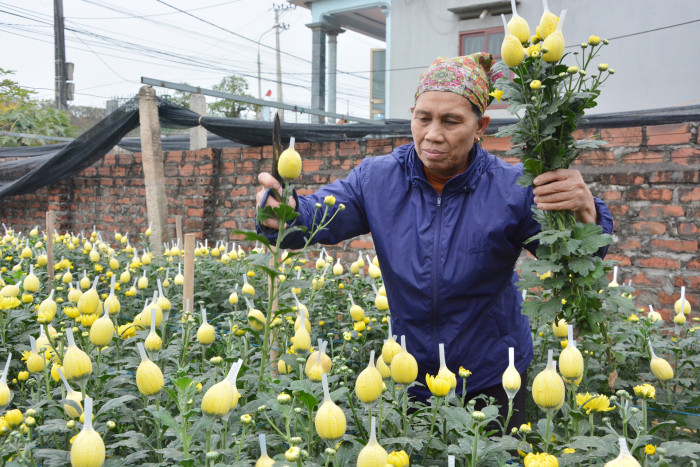 Nhờ bàn tay chăm sóc của các chủ vườn mà hoa Phương Viên đều đẹp và thân mập.