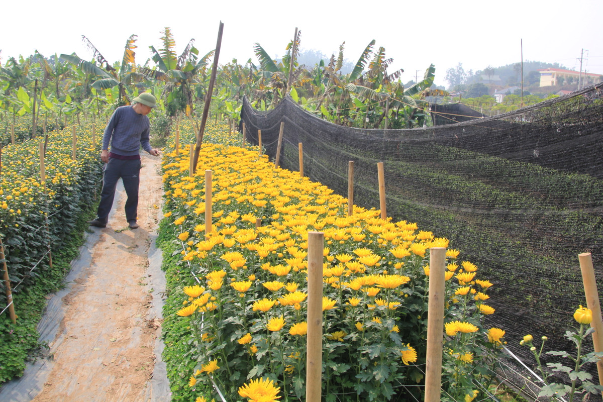 Chủ vườn hoa Nguyễn Đại Nhân cho biết, năm nay, anh trồng 6 sào hoa, với hơn 20.000 cây, chủ yếu là giống cúc Đà Lạt, vì đây là loại hoa được ưa chuộng nhất vào dịp Tết.