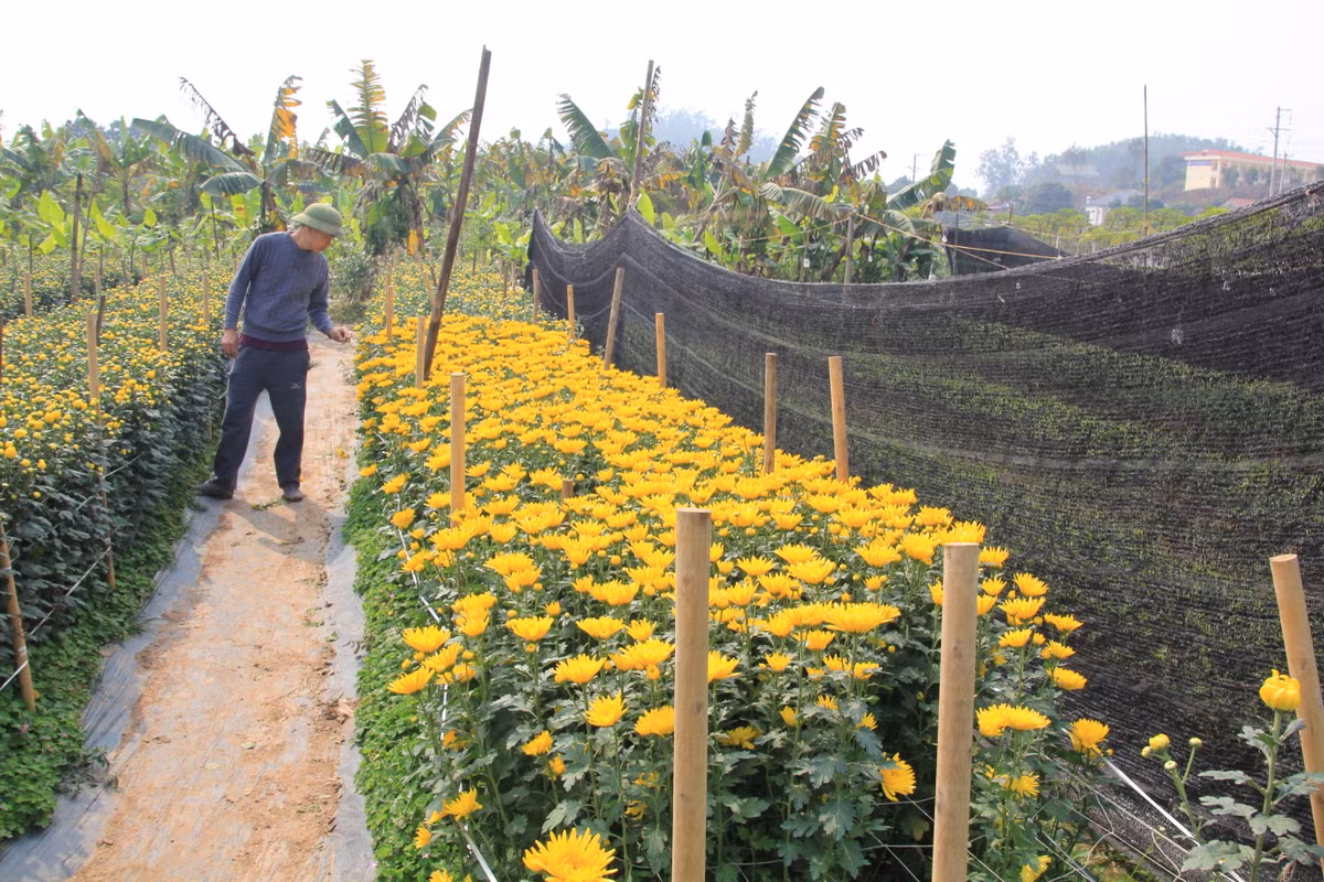 Chủ vườn hoa Nguyễn Đại Nhân cho biết, năm nay, anh trồng 6 sào hoa, với hơn 20.000 cây, chủ yếu là giống cúc Đà Lạt, vì đây là loại hoa được ưa chuộng nhất vào dịp Tết.