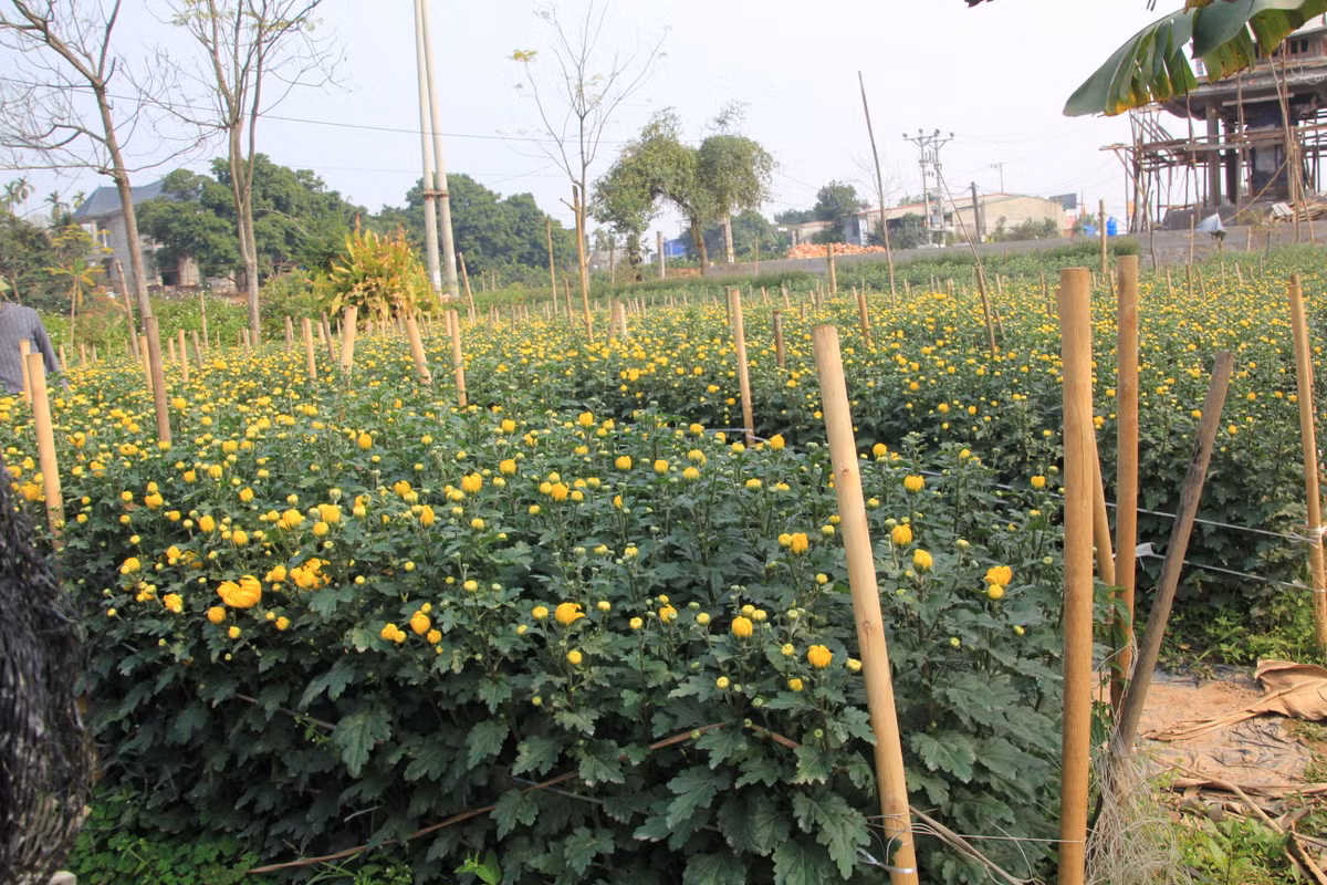 Để những luống hoa khoe sắc đúng dịp Tết thì người trồng hoa phải chăm sóc rất tỉ mỉ, công phu từ khâu làm đất, ươm giống cho đến theo dõi tình hình thời tiết để chủ động cho hoa nở đúng thời điểm.