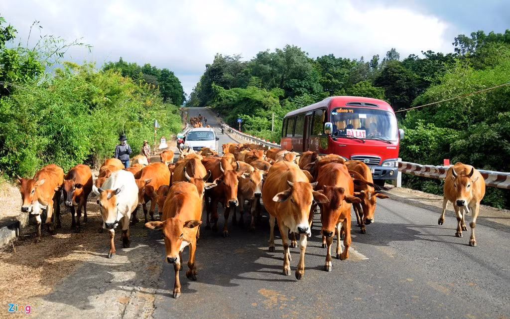 Dọc hai bên quốc lộ dài khoảng 5 km là cả chục trang trại chăn nuôi với quy mô hàng nghìn con. 