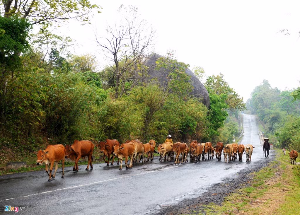 Người dân xã Yăng Ré, huyện Krông Bông, thường chăn thả gia súc trên quốc lộ 27 gây mất an toàn tuyến đường huyết mạch nối các tỉnh Tây Nguyên.
