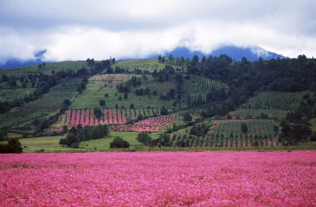 Những cánh đồng hoa rực rỡ sắc màu tại bang Michoacan, Mexico. 
