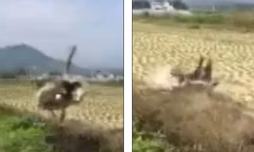 Da dieu chay tron nguoi, nga sap mat xuong ruong