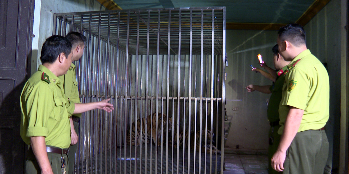 Hải Dương: Nuôi 2 con hổ trái phép, một người đàn ông bị khởi tố Hai Duong: Nuoi 2 con ho trai phep, mot nguoi dan ong bi khoi to