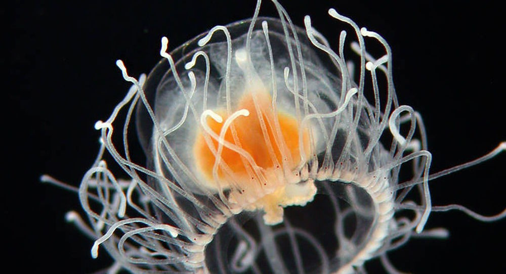 Tan muc loai dong vat 