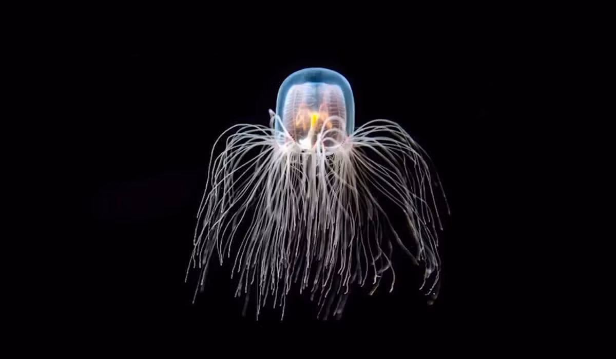 Tan muc loai dong vat 