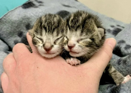 Hanh trinh song sot ky dieu cua hai chu meo mo coi toi nghiep-Hinh-5