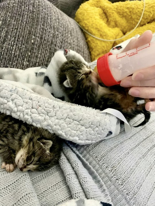 Hanh trinh song sot ky dieu cua hai chu meo mo coi toi nghiep-Hinh-3