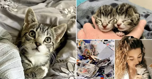 Hanh trinh song sot ky dieu cua hai chu meo mo coi toi nghiep-Hinh-4