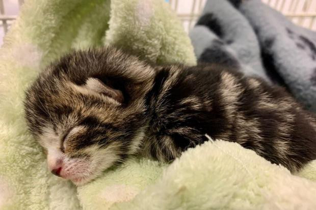 Hanh trinh song sot ky dieu cua hai chu meo mo coi toi nghiep-Hinh-6