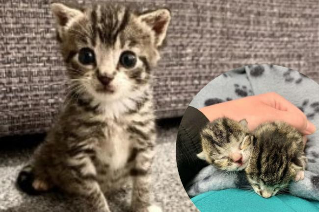 Hành trình sống sót kỳ diệu của hai chú mèo mồ côi tội nghiệp Hanh trinh song sot ky dieu cua hai chu meo mo coi toi nghiep