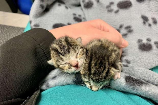 Hanh trinh song sot ky dieu cua hai chu meo mo coi toi nghiep-Hinh-7