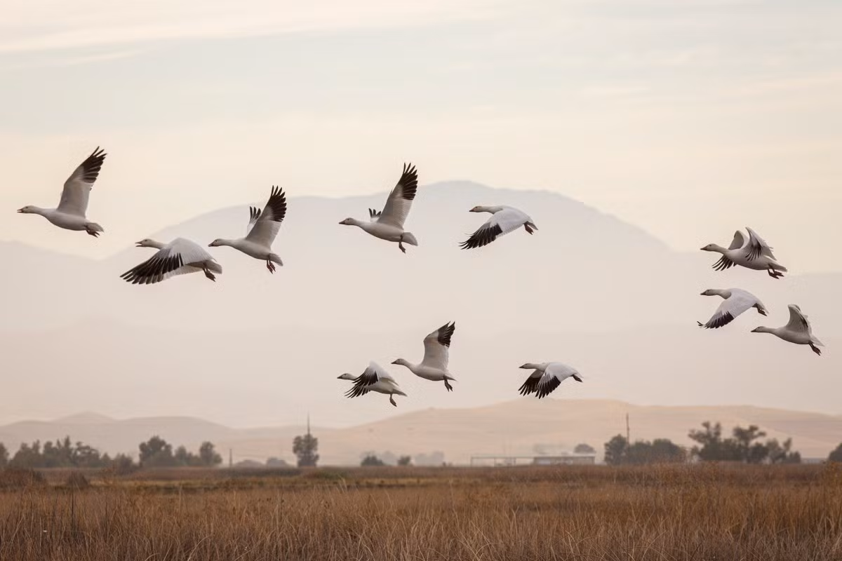 Vi sao chim di cu thuong co mau long nhat hon binh thuong?