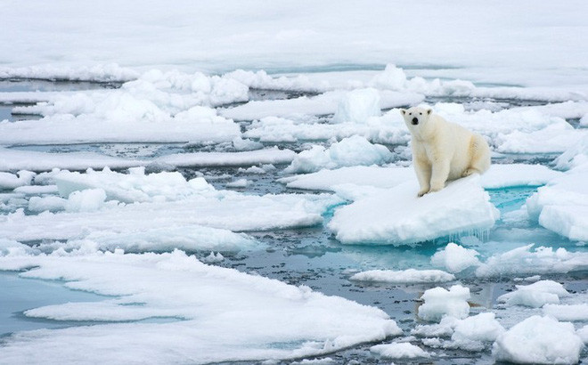 Điều này có thể đẩy gấu Bắc Cực và các loài sống phụ thuộc vào băng khác đến nguy cơ tuyệt chủng.