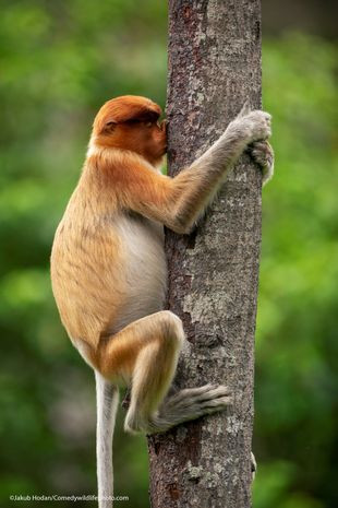 Liệu chú khỉ này thực sự đang bày tỏ tình yêu với cái cây của mình. Hoặc chú khỉ có thể chỉ ngoáy mũi trên lớp vỏ xù xì, hoặc nó có thể hôn cây. Khoảnh khắc bá đạo này do nhiếp ảnh gia Jakub Hodan chụp lại được.