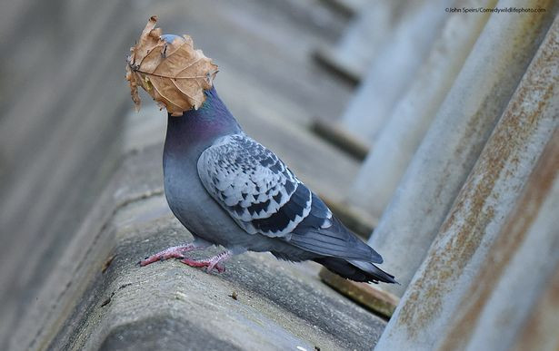 Chú chim bồ câu không may này đã bị che mắt bởi một chiếc lá do gió mạnh xông thẳng vào mặt. Dĩ nhiên, thay vì chụp hình chú chim bồ câu đang bay, vị nhiếp ảnh gia đã có được khoảnh khắc vui nhộn như thế này ở Oban Argyll, Scotland.