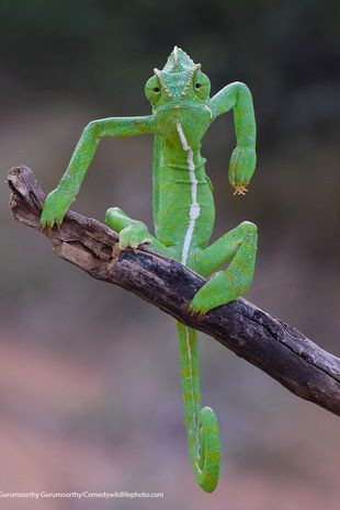 Chú tắc kè hoa Ấn Độ sôi nổi này nhăn mặt lại và thủ thế trước ống kính ở Tamil Nadu, Ấn Độ.