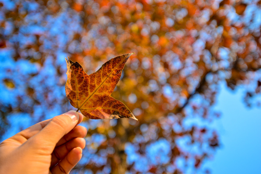 Tuy nhiên, loại cây này chỉ phổ biến ở những vùng cao, khí hậu lạnh, vì thế việc nhìn thấy ở Hà Nội là một điều hiếm thấy.