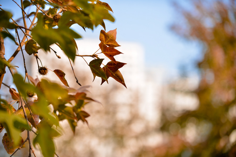 Cây sau sau phân bố chủ yếu tại các quốc gia như Hàn Quốc, Trung Quốc, Đài Loan, Thái Lan, Việt Nam…