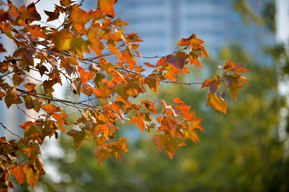 Ở Việt Nam, cây phong hương tập trung chủ yếu ở các tỉnh Quảng Ninh, Lạng Sơn, Hà Tây, Hòa Bình…