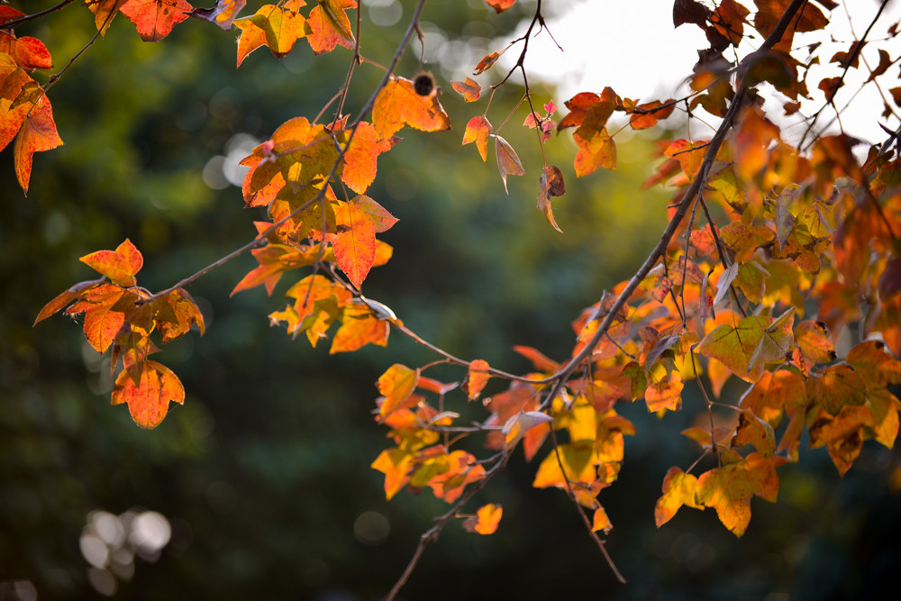 Cây sau sau còn có rất nhiều tên gọi khác như: cây sau trắng, cây sâu trắng, cây thau, cây trao, cây phong hương, cây bạch giao hương, cây cổ yếm, cây bạch giao, cây chà phai…