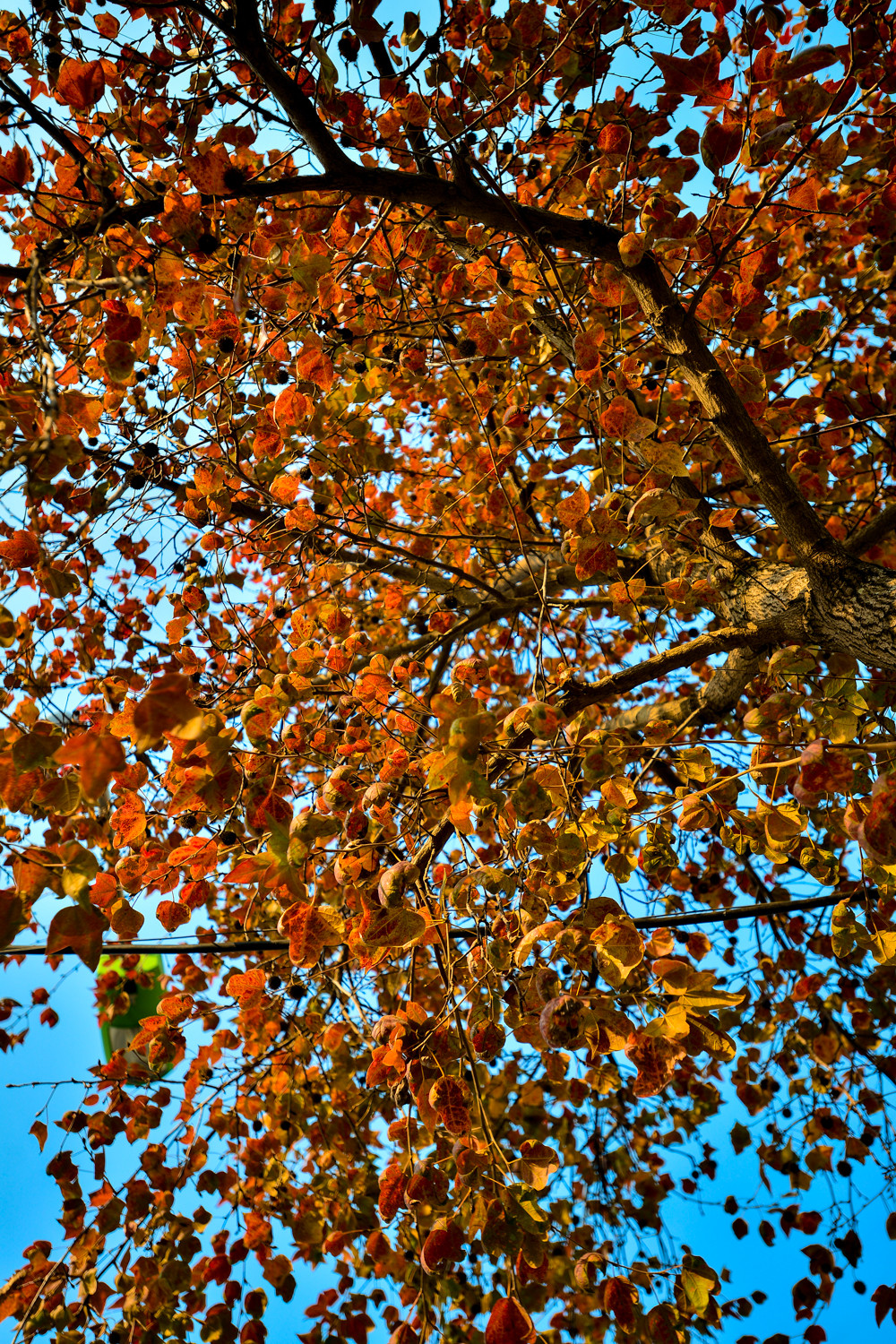 Rừng phong chùa Tam Ban (Hải Dương), từng gây sốt cộng đồng mạng cũng thuộc họ phong này.