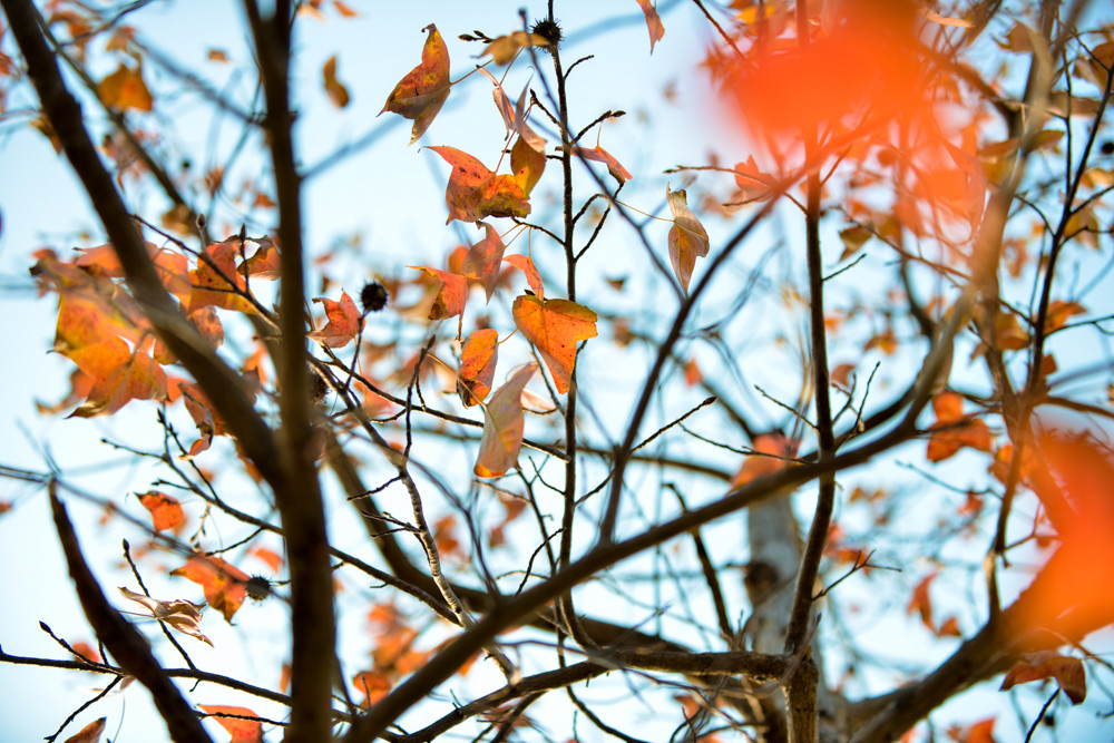 Được biết, đây là cây phong, còn có tên là sau sau, là một trong những loại cây công trình được yêu thích nhất . Cây sau sau là loài thân gỗ lớn