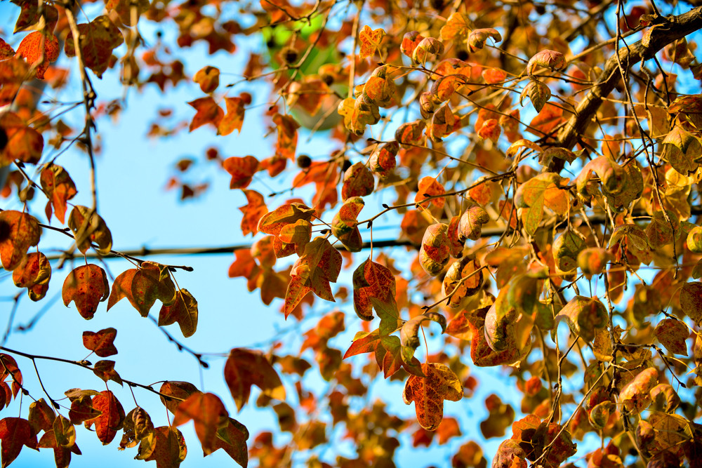 Nếu như hàng cây phong ở đường Trần Duy Hưng chỉ đỏ lá một lần duy nhất và chỉ được 1 cây thì hàng phong ở đây lại đang chuyển màu một loạt.
