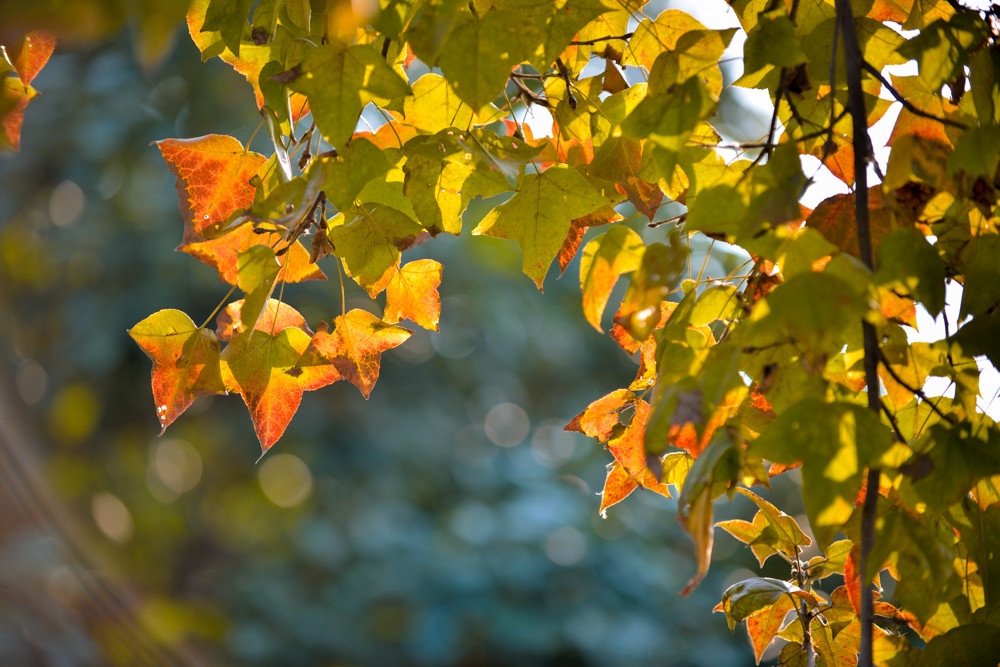 Cây có thể đạt độ cao tối đa lên đến hơn 30m. Tuổi thọ của sau sau rất cao.