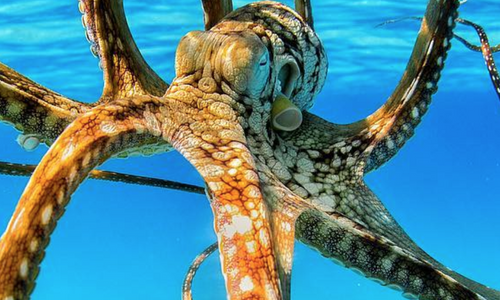 Tiet lo bat ngo nang luc tri nao dac biet cua loai bach tuoc-Hinh-11