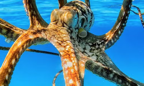 Tiet lo bat ngo nang luc tri nao dac biet cua loai bach tuoc-Hinh-11