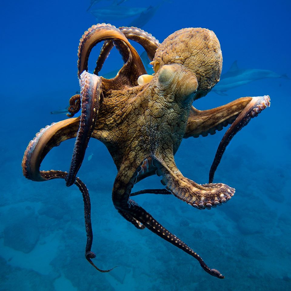 Tiet lo bat ngo nang luc tri nao dac biet cua loai bach tuoc-Hinh-6