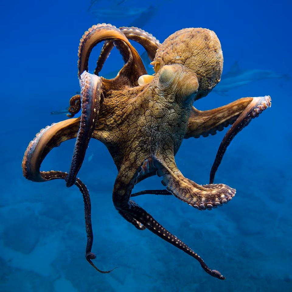 Tiet lo bat ngo nang luc tri nao dac biet cua loai bach tuoc-Hinh-6