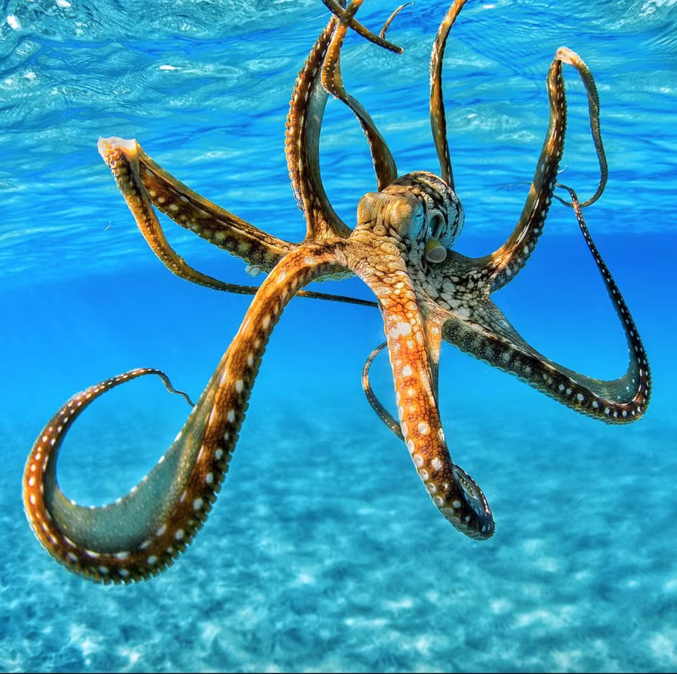 Tiet lo bat ngo nang luc tri nao dac biet cua loai bach tuoc-Hinh-10