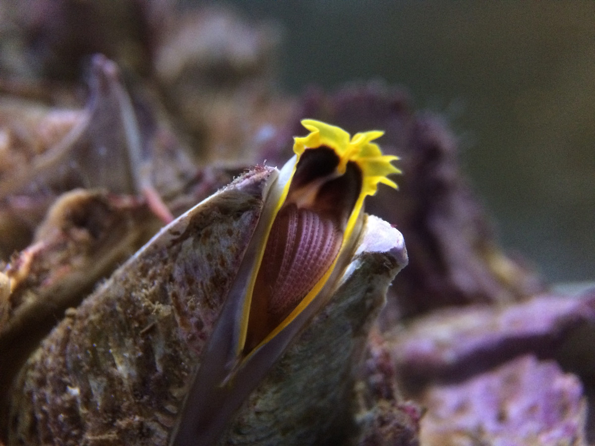 "Mặt khác, các loài giáp xác biển sâu không được dự đoán sẽ di chuyển ra xa. Đến năm 2050, chúng tôi dự đoán khoảng cách khoảng 90 km ở 1 độ C ấm lên và 110 km ở mức tăng 4,8 độ. Đến năm 2100, con số này vẫn phân bố tiềm năng lần lượt là 130 và 180 km”, Simões nhận định.