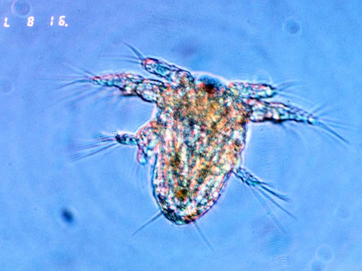 Cụ thể, các nhà khoa học gồm Senckenberg đến từ Frankfurt và Müncheberg, cùng với một đồng nghiệp người Mỹ gốc Hoa đã phối hợp cùng nhau lập mô hình phân bố trong tương lai của các loài giáp xác biển trong những năm 2050 và 2100.