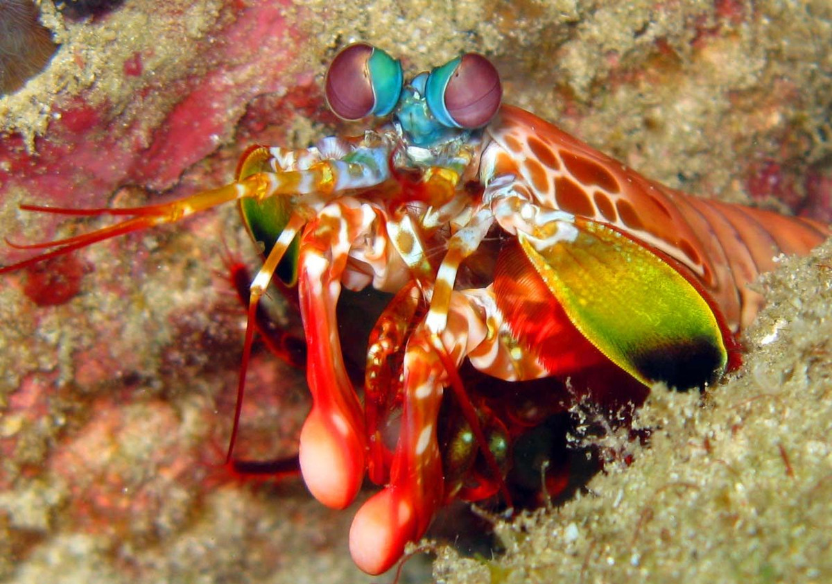 “Mặc dù nghiên cứu của chúng tôi chỉ bao gồm khoảng 0,3% tổng số loài giáp xác đa dạng, nhưng kết quả của chúng tôi có thể giúp giới khoa học sẽ hiểu rõ hơn về mức độ thay đổi trong tương lai ảnh hưởng đến sự sống dưới đáy biển sâu, cho phép các chuyên gia bảo tồn từ đó có cơ sở dữ liệu để thực hiện các biện pháp bảo tồn thích hợp”, Simões nói. 