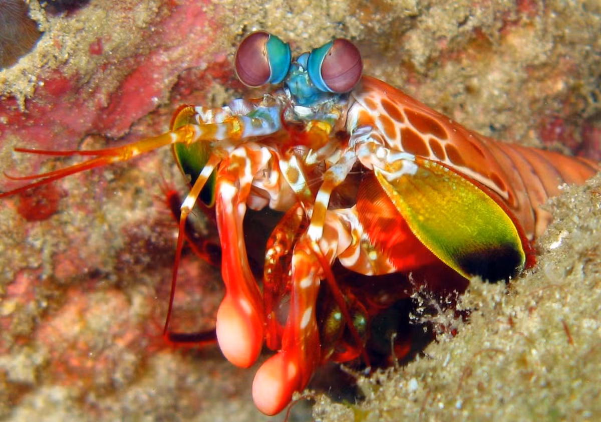 “Mặc dù nghiên cứu của chúng tôi chỉ bao gồm khoảng 0,3% tổng số loài giáp xác đa dạng, nhưng kết quả của chúng tôi có thể giúp giới khoa học sẽ hiểu rõ hơn về mức độ thay đổi trong tương lai ảnh hưởng đến sự sống dưới đáy biển sâu, cho phép các chuyên gia bảo tồn từ đó có cơ sở dữ liệu để thực hiện các biện pháp bảo tồn thích hợp”, Simões nói. 