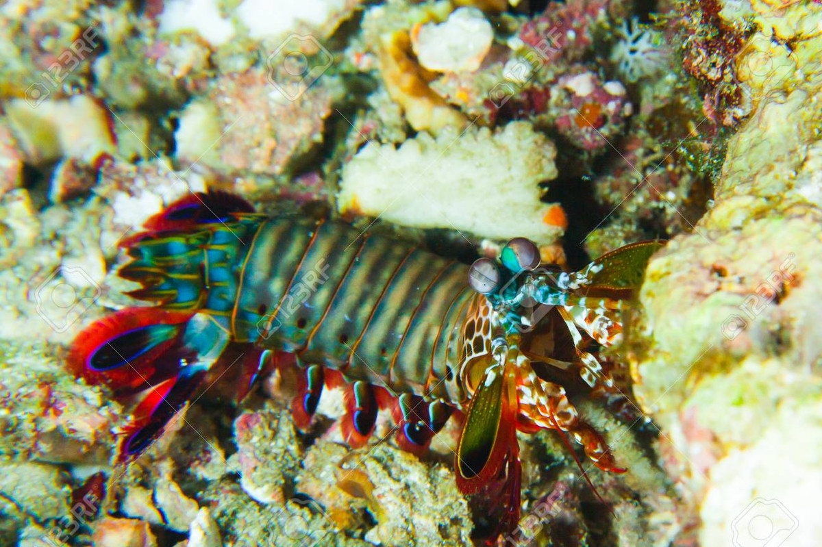 Động vật giáp xác là một trong những nhóm động vật chiếm ưu thế nhất ở cả cộng đồng nước nông và biển sâu trên toàn thế giới. Các nghiên cứu khác nhau cho thấy rằng, các loài giáp xác đang chuyển phạm vi của chúng về phía các cực, hoặc đến độ sâu lớn hơn khi các đại dương trở nên ấm hơn.