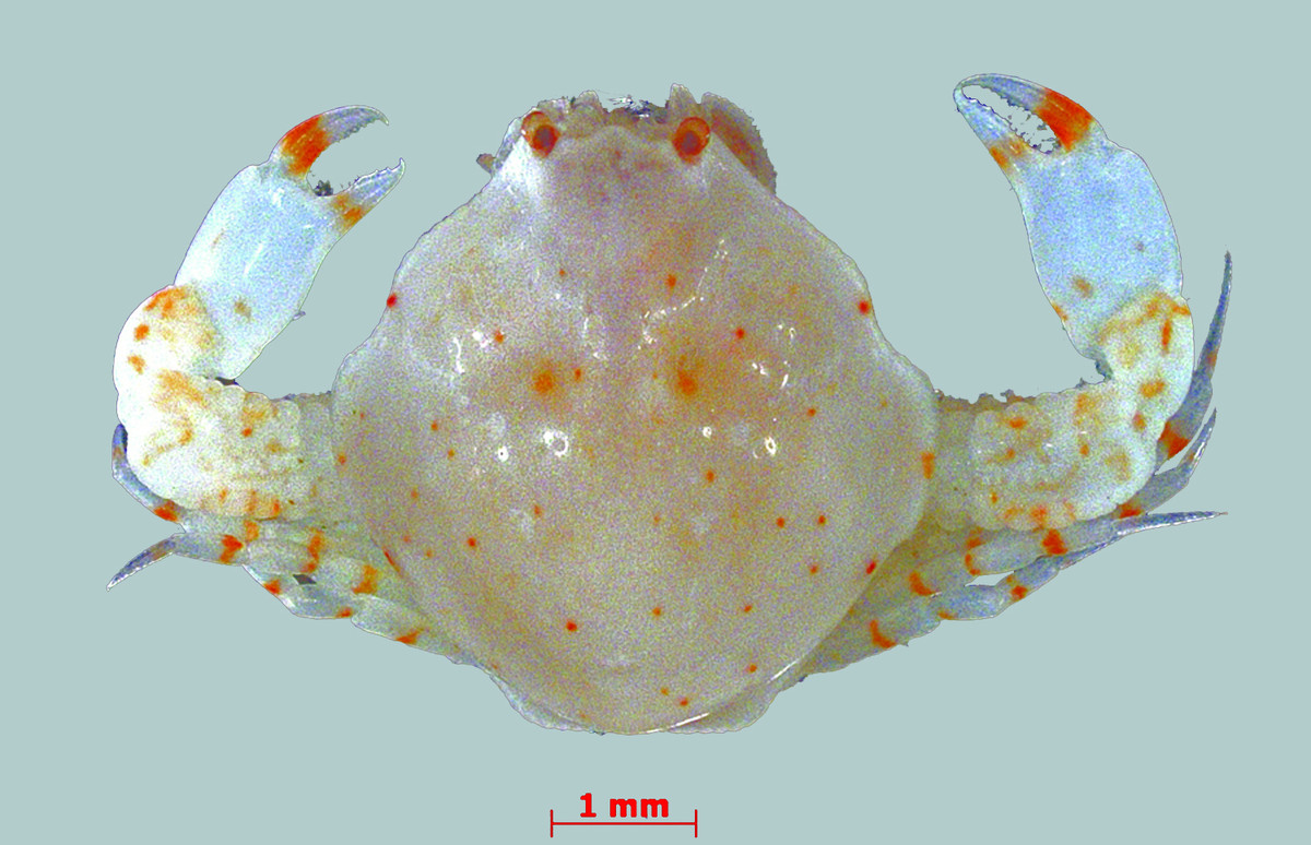 Tiến sĩ Marianna Simões thuộc Viện Côn trùng Đức Senckenberg ở Müncheberg giải thích: “Tuy nhiên, giả định này chủ yếu áp dụng cho các sinh vật sống ở nước nông; Mặt khác, vẫn chưa có nhiều cách khám phá cách biến đổi khí hậu toàn cầu ảnh hưởng đến sự phân bố của các cộng đồng giáp xác biển sâu, và liệu có sự khác biệt nào ở đây so với hệ động vật giáp xác nước nông hay không - mặc dù hệ giáp xác biển sâu là hệ sinh thái giáp xác chiếm phần lớn trên Trái đất".