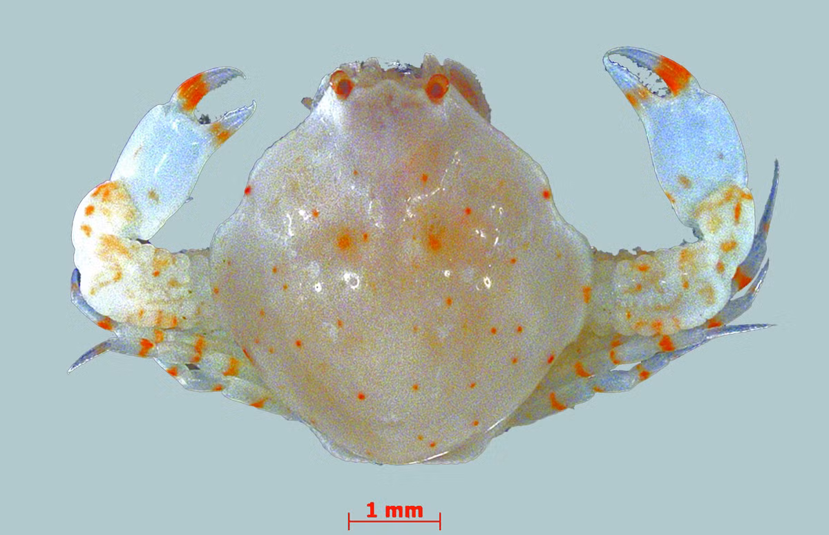 Tiến sĩ Marianna Simões thuộc Viện Côn trùng Đức Senckenberg ở Müncheberg giải thích: “Tuy nhiên, giả định này chủ yếu áp dụng cho các sinh vật sống ở nước nông; Mặt khác, vẫn chưa có nhiều cách khám phá cách biến đổi khí hậu toàn cầu ảnh hưởng đến sự phân bố của các cộng đồng giáp xác biển sâu, và liệu có sự khác biệt nào ở đây so với hệ động vật giáp xác nước nông hay không - mặc dù hệ giáp xác biển sâu là hệ sinh thái giáp xác chiếm phần lớn trên Trái đất".