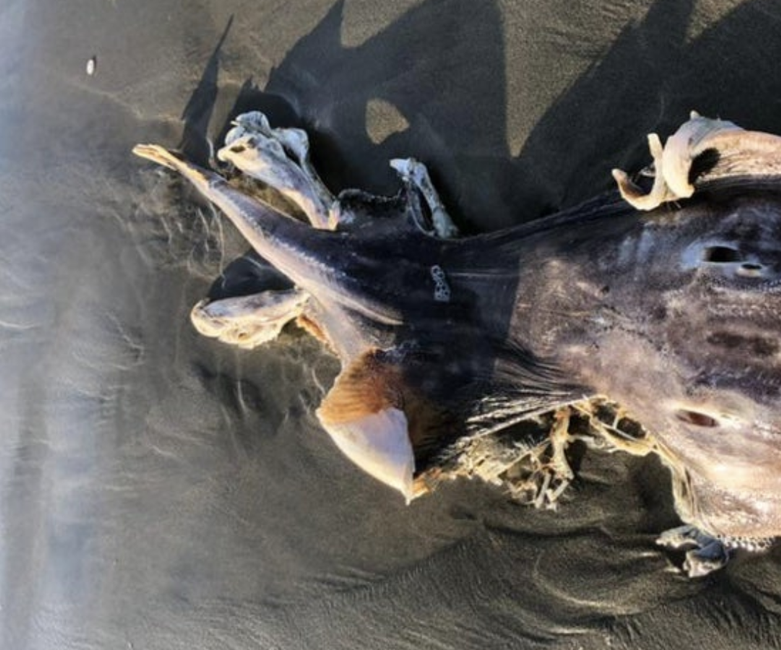 Chàng sinh viên Eleanor Morgan đã bị sốc khi nhìn thấy con vật bí ẩn khi đi dạo dọc theo Bãi biển Ocean ở San Francisco, Mỹ. Cậu nhận ra điều đó không ổn khi con chó của mình kéo mạnh dây dắt mà Eleanor Morgan nắm trong tay, và sau đó Eleanor Morgan cố gắng tiến lại gần.