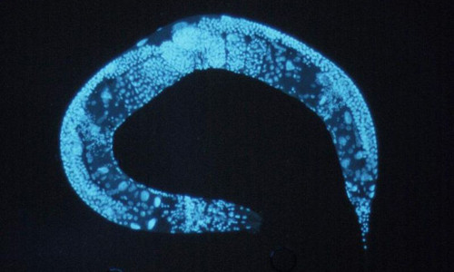 Cuc choang kha nang nghe am thanh 