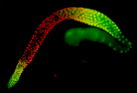 Cuc choang kha nang nghe am thanh 