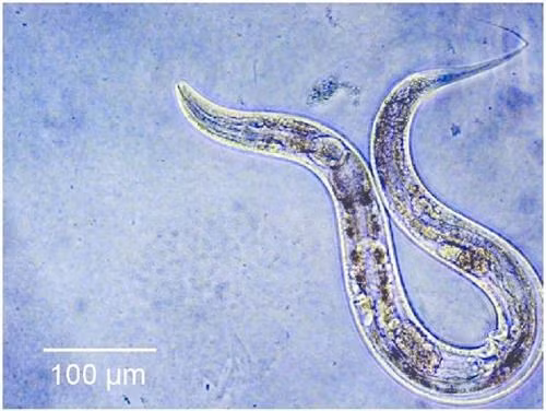 Cuc choang kha nang nghe am thanh 