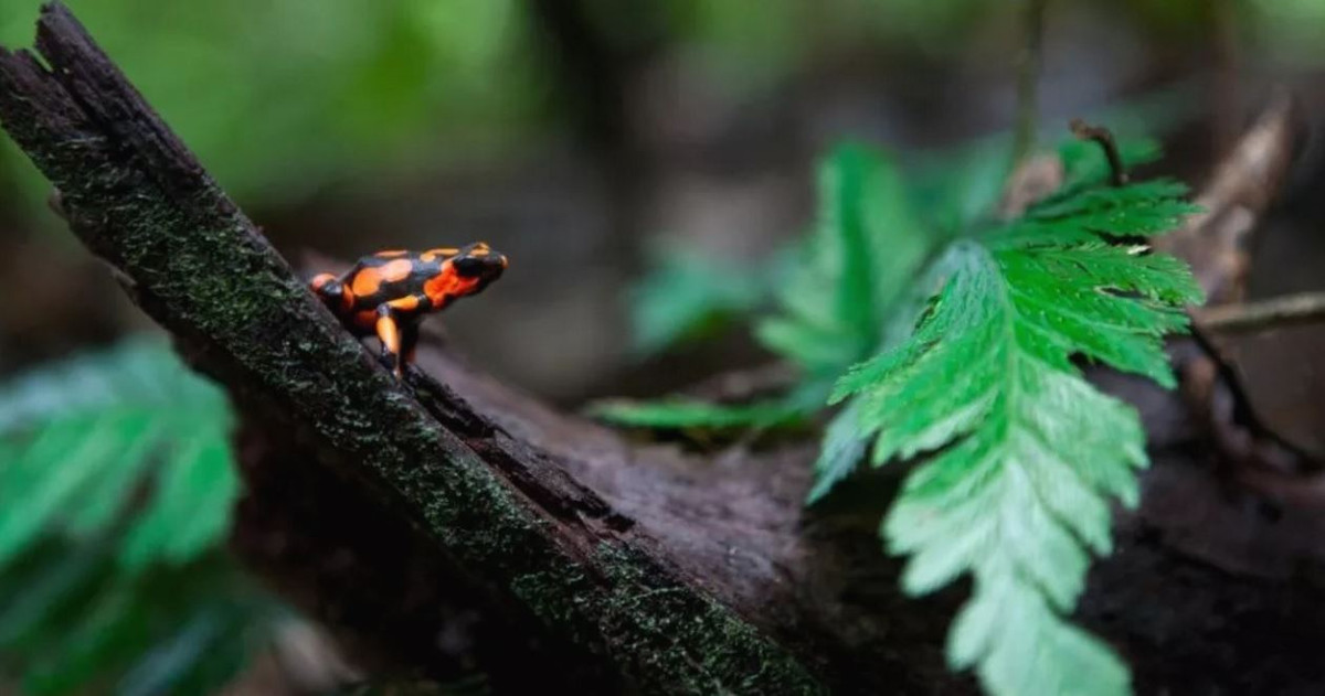 Những con ếch có khả năng tạo ra một loại protein có thể hấp thụ độc tố và giữ nó, có nghĩa là độc tố đó không bao giờ có cơ hội tiếp cận các protein dễ bị tổn thương trong cơ thể ngay từ đầu, mà chỉ phát huy tác dụng chất độc để phản kháng theo một cơ chế riêng biệt, không làm ảnh hưởng đến hệ thống cơ thể. Ảnh: @Ronald Patrick/ Getty Images.