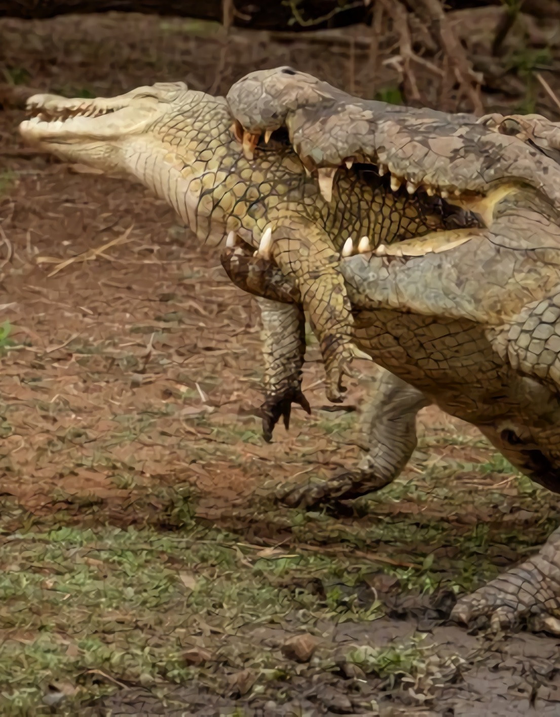 Nhiếp ảnh gia Stephen Kangisser đã chứng kiến con cá sấu lớn giằng xé đồng loại của mình suốt một thời gian dài, trước khi cuối cùng ăn nó. "Bất ngờ, tôi thấy một con cá sấu ngoạm một con khác nhỏ hơn vào giữa hàm của nó. Sau khoảng một thời gian dài, nó siết chặt và kéo xuống nước để ăn", Stephen Kangisser nói. 